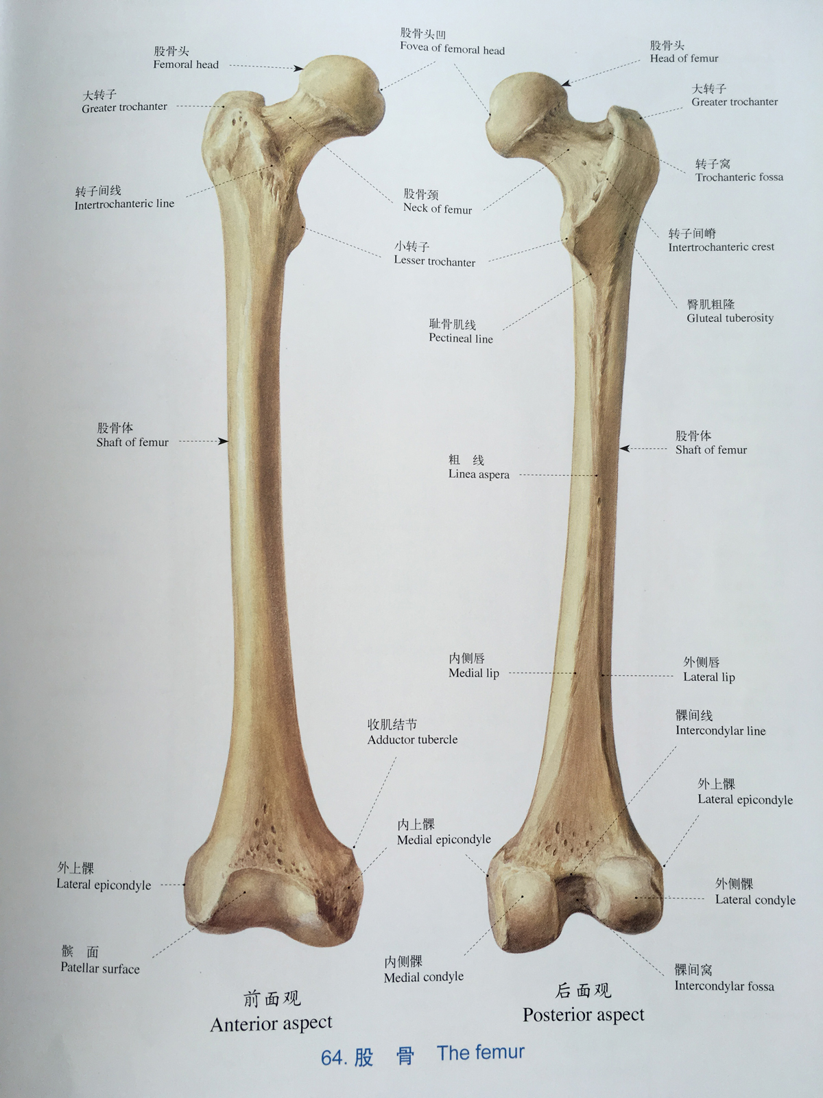 四肢长管状骨