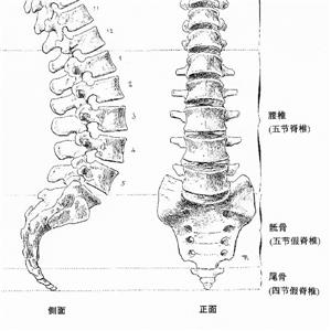 腰3椎体骨折被鉴定为十级工伤