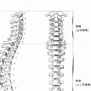 颈1、2椎骨折被鉴定为十级工伤