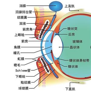 双眼角膜破裂伤、右眼结膜裂伤被鉴定为九级工伤