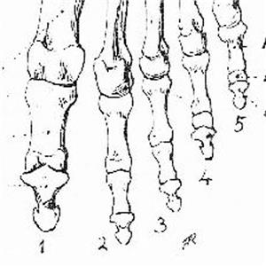 左足大拇趾缺失被鉴定为九级工伤